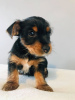 Photo №3. Teacup Yorkshire Terrier Puppy for free adoption. Germany