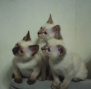 Additional photos: Latest kittens from world champion Leonardo Sanchitos