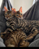 Photo №1. bengal cat - for sale in the city of Paris | 1162$ | Announcement № 58053