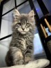 Photo №2 to announcement № 97949 for the sale of maine coon - buy in Austria private announcement