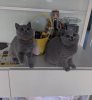 Photo №1. british shorthair - for sale in the city of Würzburg | 370$ | Announcement № 108589