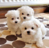 Photo №1. maltese dog - for sale in the city of Valmadonna | Is free | Announcement № 24821