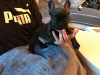 Photo №4. I will sell french bulldog in the city of Duisburg. breeder - price - 370$