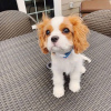Photo №2 to announcement № 54787 for the sale of cavalier king charles spaniel - buy in Finland breeder