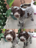 Photo №2 to announcement № 65026 for the sale of lagotto romagnolo - buy in Serbia breeder