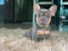 Photo №1. french bulldog - for sale in the city of Samos | Is free | Announcement № 92454