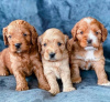 Photo №1. english cocker spaniel - for sale in the city of Франкфурт-на-Майне | 475$ | Announcement № 127268