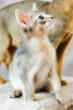 Photo №3. Abyssinian kitten. Ukraine