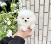 Photo №2 to announcement № 112772 for the sale of non-pedigree dogs - buy in United States private announcement