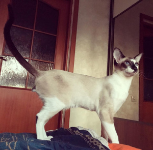 Photo №4. I will sell siamese cat in the city of Каменец-Подольский. from nursery - price - 400$