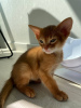 Photo №2 to announcement № 52477 for the sale of abyssinian cat - buy in Russian Federation private announcement