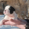 Photo №2 to announcement № 8866 for the sale of american staffordshire terrier - buy in Russian Federation from nursery