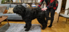 Additional photos: Black Russian Terrier puppies - FCI