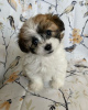 Photo №2 to announcement № 95073 for the sale of shih tzu - buy in Germany private announcement