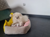 Additional photos: Pomeranian