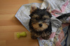 Photo №2 to announcement № 37622 for the sale of yorkshire terrier - buy in Turkey breeder