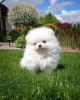 Photo №2 to announcement № 120561 for the sale of pomeranian - buy in Germany private announcement