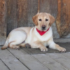 Photo №1. labrador retriever - for sale in the city of Houston | 250$ | Announcement № 45813