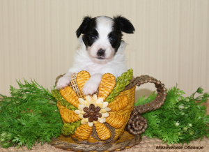 Photo №2 to announcement № 1553 for the sale of papillon dog - buy in Belarus private announcement