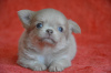 Photo №2 to announcement № 7897 for the sale of chihuahua - buy in Russian Federation 