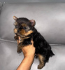 Photo №4. I will sell yorkshire terrier in the city of Gelsenkirchen.  - price - negotiated