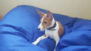 Photo №4. I will sell basenji in the city of Minsk. from nursery, breeder - price - 450$