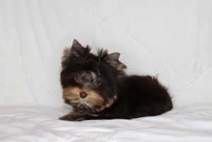 Photo №2 to announcement № 4669 for the sale of beaver yorkshire terrier - buy in Belarus from nursery, breeder