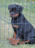 Photo №4. I will sell rottweiler in the city of Loznica. breeder - price - 528$
