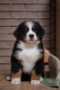 Photo №4. I will sell bernese mountain dog in the city of Minsk. from nursery - price - 1000$
