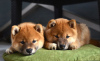 Photo №2 to announcement № 77694 for the sale of shiba inu - buy in Belarus from nursery