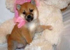 Photo №1. shiba inu - for sale in the city of Vienna | negotiated | Announcement № 124796