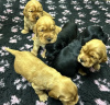 Photo №1. english cocker spaniel - for sale in the city of Ada | 528$ | Announcement № 127690