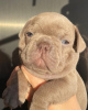 Photo №2 to announcement № 31090 for the sale of french bulldog - buy in Russian Federation private announcement