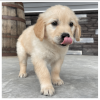 Photo №2 to announcement № 125087 for the sale of golden retriever - buy in Germany private announcement