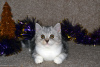 Additional photos: Scottish tabby kitten