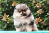 Photo №3. Sweet male Pomeranian puppy for sale. Luxembourg