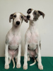 Photo №2 to announcement № 36621 for the sale of whippet - buy in Russian Federation private announcement