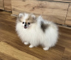 Photo №1. pomeranian - for sale in the city of Budapest | negotiated | Announcement № 42522