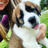 Photo №1. st. bernard - for sale in the city of Gotland | Is free | Announcement № 119448