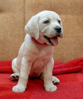 Additional photos: HIGH BREED PUPPIES OF LABRADOR-RETRIVER FROM CHAMPIONS