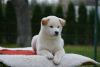 Photo №2 to announcement № 81246 for the sale of shiba inu - buy in Serbia breeder