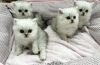 Photo №1. persian cat - for sale in the city of Heidelberg | Is free | Announcement № 107829