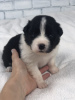Additional photos: Border collie puppies, the smartest dog in the world