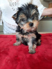 Photo №1. yorkshire terrier - for sale in the city of Čierna Voda | 370$ | Announcement № 119472