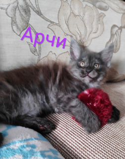 Photo №2 to announcement № 5290 for the sale of maine coon - buy in Russian Federation from nursery