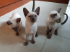 Photo №1. siamese cat - for sale in the city of Brussels | negotiated | Announcement № 118465