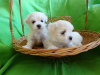 Photo №1. maltese dog - for sale in the city of Minsk | negotiated | Announcement № 10983