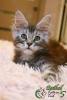 Photo №4. I will sell maine coon in the city of St. Petersburg. private announcement, from nursery, breeder - price - 810$