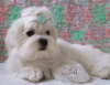 Photo №2 to announcement № 17972 for the sale of maltese dog - buy in Ukraine from nursery