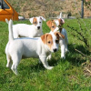 Photo №1. jack russell terrier - for sale in the city of Helsinki | 475$ | Announcement № 121107